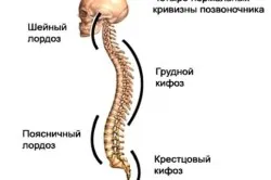 élettani lordosis