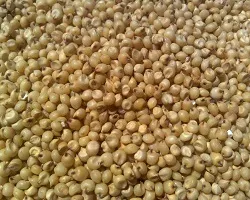 Cornmeal mely alkalmazásával Szemes takarmányok (gabona) Cornmeal mi ez a használata gabona takarmány