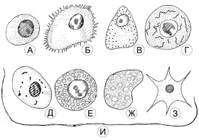 Hemolymph, referencia