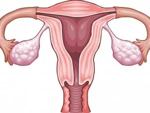 A tüszők a petefészekben a menopauza okoz jelentős változásokat (menopauza) A tüszőket a petefészekben a menopauza a fő oka a változások