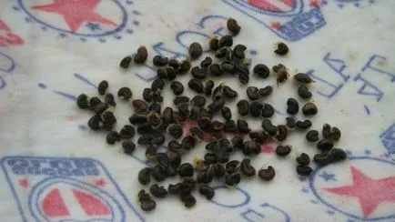 Hibiscus Seed