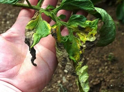Burgonyavész paradicsom, mint a harc a fényképet palánta fogantyú népi jogorvoslati A kezelés a paradicsom (Phytophthora) Burgonyavész paradicsom, mint a harc Photo palánták, feldolgozás népi jogorvoslatok kezelése paradicsom