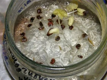 Hibiscus Seed