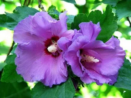 Hibiscus Seed