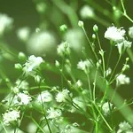 Zöld szín - fénykép, termesztés és a hosszú távú fajta baba levegőt, kedvenc virágok