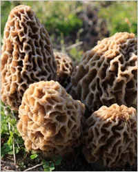 Morel gomba - kucsmagomba vagy vonalak