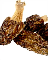 Morel gomba - kucsmagomba vagy vonalak