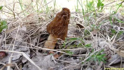 Morel gomba