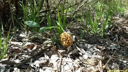 Morel gomba