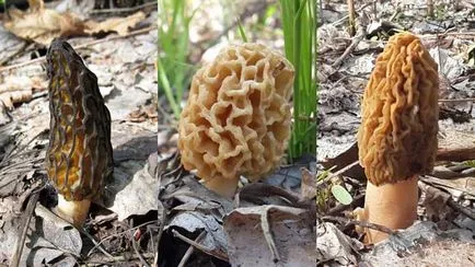 Morel gomba