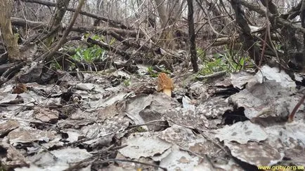 Morel gomba