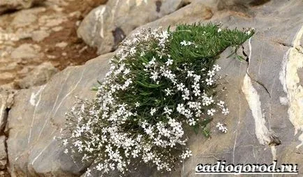 Gypsophila virág