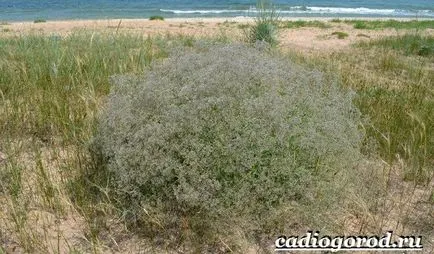 Gypsophila virág
