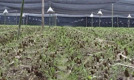Morel gomba - fotó és leírást arról, hogy néz ki, ahol a nő