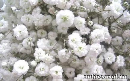 Gypsophila virág