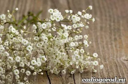 Gypsophila virág