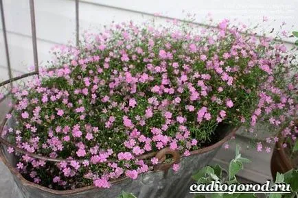 Gypsophila virág
