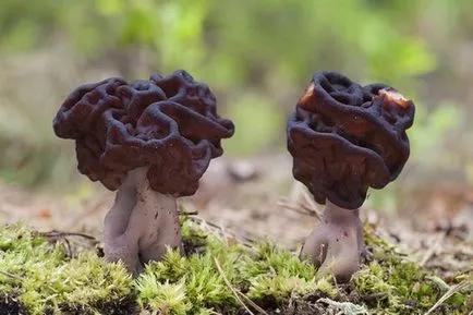 Morel gomba - fotó és leírást arról, hogy néz ki, ahol a nő