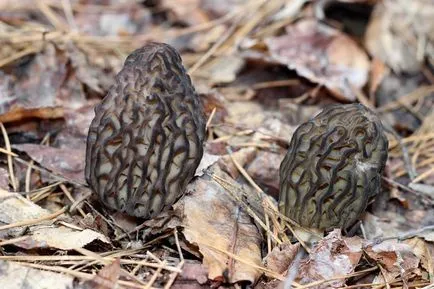 Morel gomba