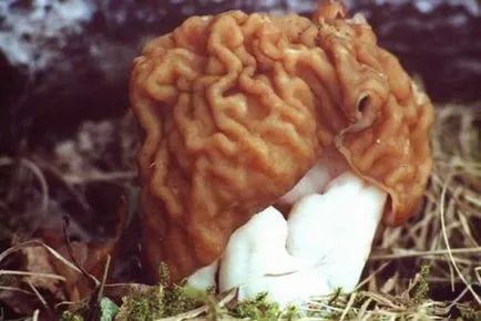 Morel gomba - fotó és leírást arról, hogy néz ki, ahol a nő