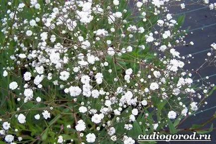 Gypsophila virág