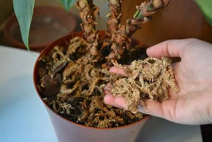 Talaj az Anthurium össze saját vagy vásárolni kész