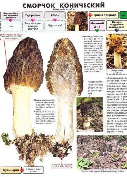 Morel gomba - fotó és leírást arról, hogy néz ki, ahol a nő