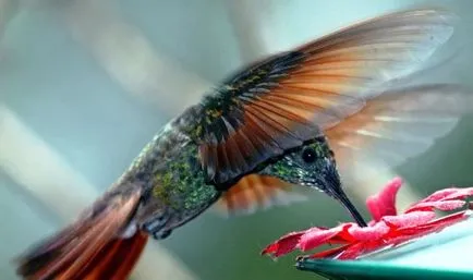 Érdekességek a kolibri