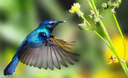 Érdekességek a kolibri