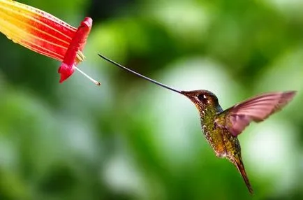 Érdekességek a kolibri