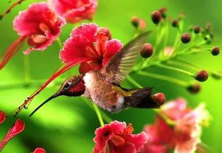 Érdekességek a kolibri