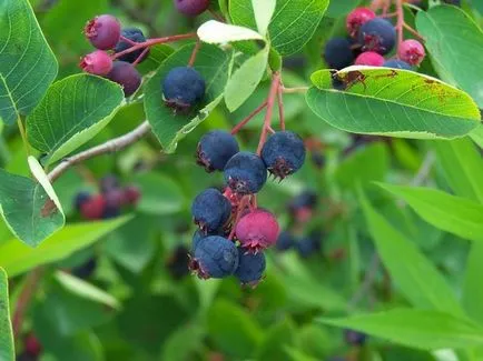 Saskatoon ültetés és gondozás, a leírás a kanadai, olholistnoy, palántanevelés, metszés bokrok (csemeték) Saskatoon ültetés és gondozás, a leírás a kanadai, olholistnoy, palántanevelés, metszés bokrok
