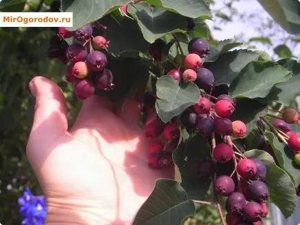 Saskatoon - ültetés és kezelési útmutató