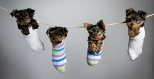 Yorkshire terrier ápolási otthon, decordog