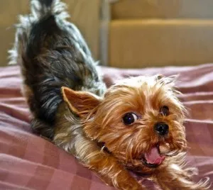 Yorkshire terrier ápolási otthon, decordog