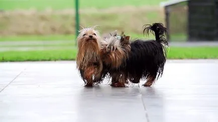 Yorkshire terrier és karbantartással fotó és videó (terrier) Yorkshire terrier és karbantartással fotó és videó