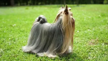 Yorkshire terrier és karbantartással fotó és videó (ellátás) Yorkshire terrier és karbantartással fotó és videó
