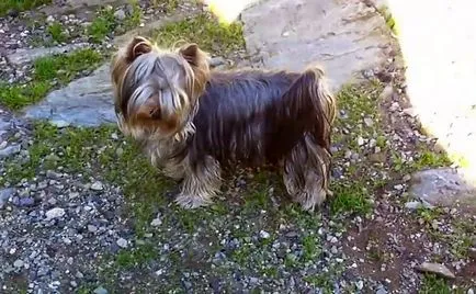 Yorkshire terrier és karbantartással fotó és videó (terrier) Yorkshire terrier és karbantartással fotó és videó