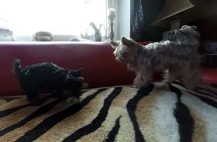 Yorkshire terrier és karbantartással fotó és videó (tenyészteni Yorkshire terrier) Yorkshire terrier és karbantartással fotó és videó