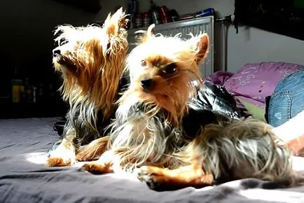 Yorkshire terrier és karbantartással fotó és videó (ellátás) Yorkshire terrier és karbantartással fotó és videó