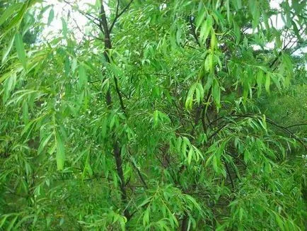 Willow ültetés, gondozás, típusai