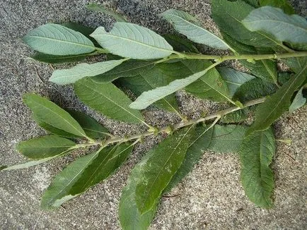 Willow ültetés, gondozás, típusai