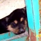 popescu
