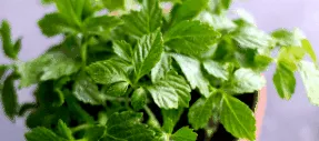 darmaplant