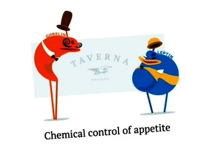 befolyásolhatja leptin