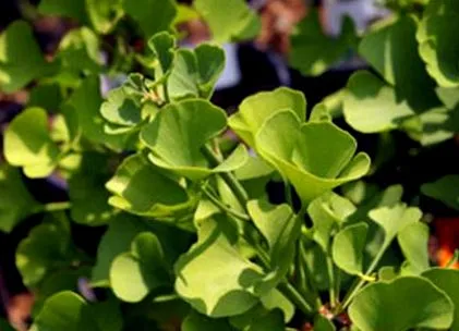 memória biloba