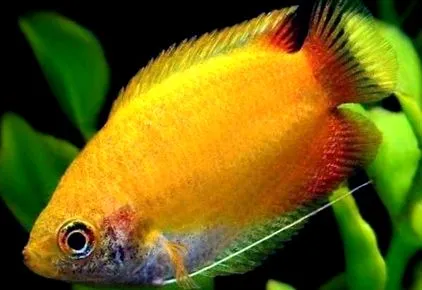 különös gourami