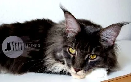katze panacur
