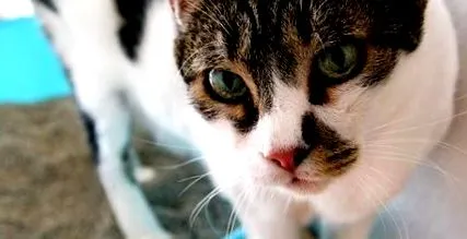 giardien katze