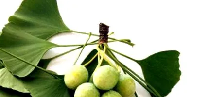 ginkgo